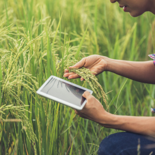 farmer-standing-rice-field-with-tablet_1150-6062